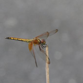 ベニトンボ やんばるの森 ベニトンボ やんばるの森の写真