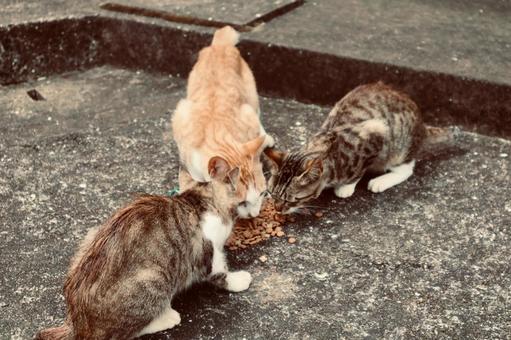 Cats eating, JPG