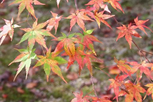 もみじ もみじ,秋,暖かいの写真素材