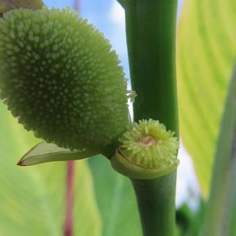 カンナ カンナ,花,花びらの写真素材