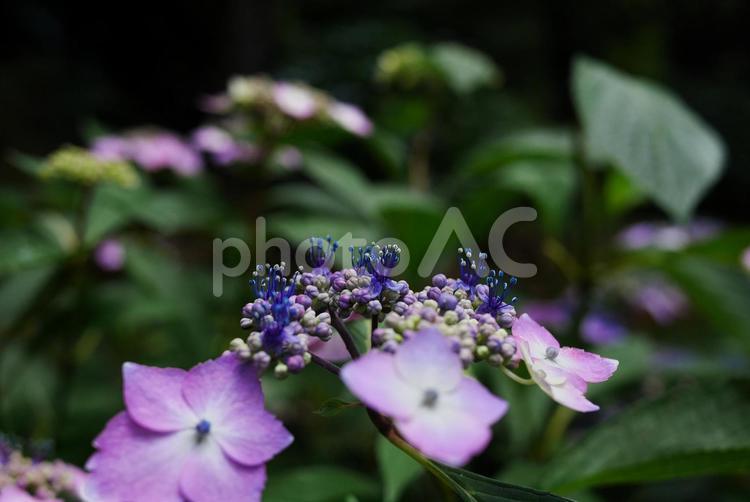 雄しべの伸びた赤いヤマアジサイの接写と背景ボケ アジサイ,花,紫の写真素材