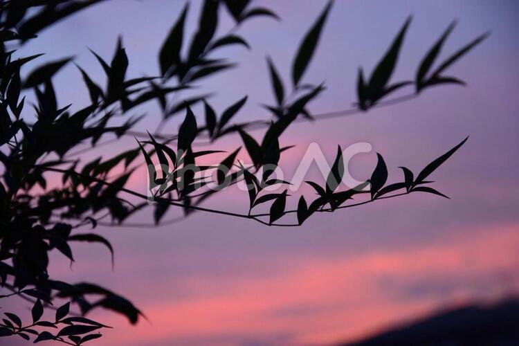 夕暮れ 夕日,夕陽,夕暮の写真素材