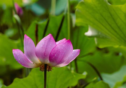 古代ハスと水滴ー96 古代ハスと水滴ー96 古代ハス,蓮,ハスの花の写真素材