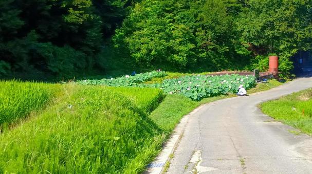 二ツ屋二千年蓮への道 二ツ屋二千年蓮への道の写真