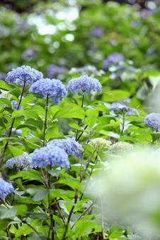 Hydrangea, JPG Hydrangea, JPG