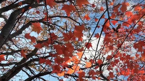 紅葉と空 紅葉と空 大船山頂,登山,景色の写真素材