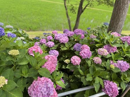 Rice fields and hydrangeas, JPG Rice fields and hydrangeas, JPG