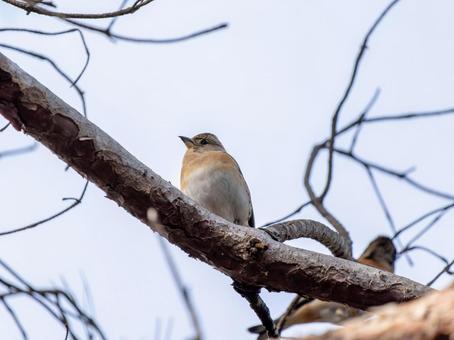 枝にとまるアトリ アトリ,獦子鳥,花鶏の写真素材