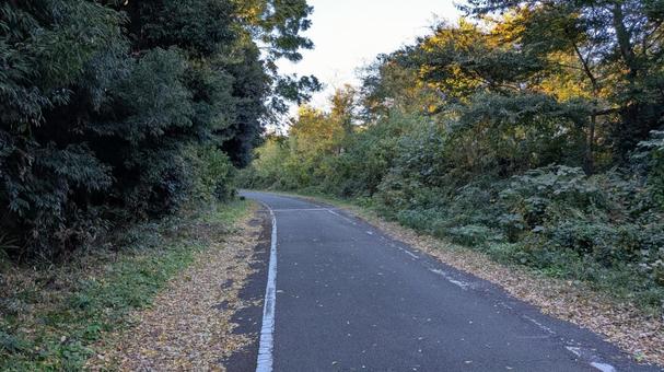 緑の道 緑の道,サイクリングロード,道の写真素材
