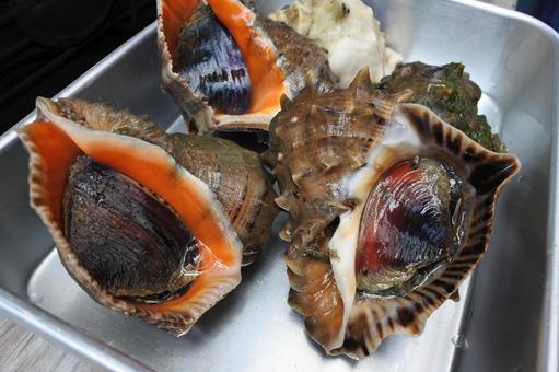 ニシ・赤ニシ貝 瀬戸内海の魚介類 1 ニシ・赤ニシ貝 瀬戸内海の魚介類 1の写真