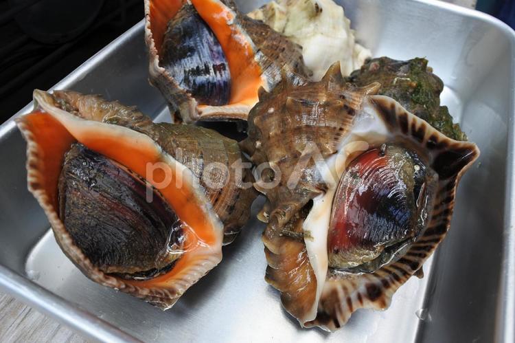 ニシ・赤ニシ貝　瀬戸内海の魚介類 1 ニシ,赤ニシ貝,貝の写真素材