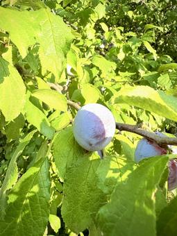 木に生るプルーン 02 プルーン,西洋季,西洋すももの写真素材