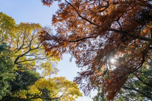 紅葉した木々 紅葉,秋,もみじの写真素材