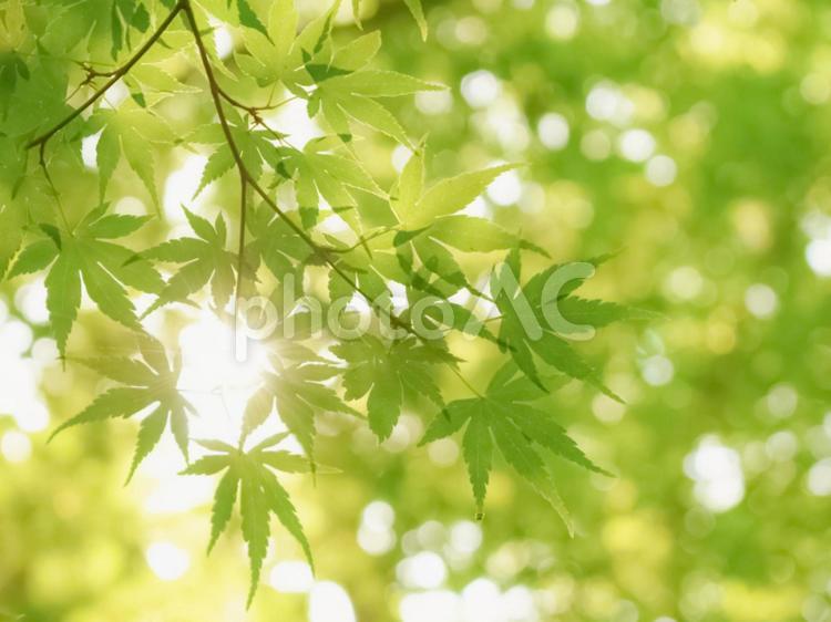 木漏れ日 木漏れ日,緑,グリーンの写真素材