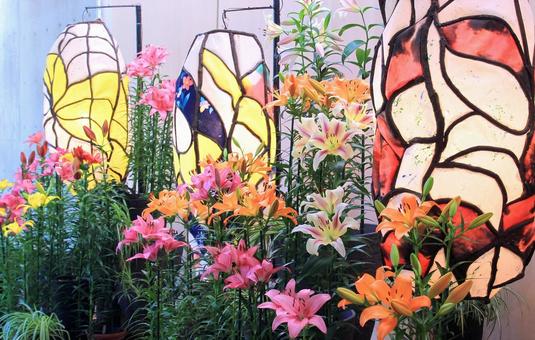 和紙あかりとユリの花展示/とっとり花回廊 ユリ,花,和紙の写真素材