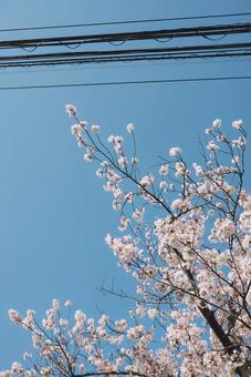 空と桜 空と桜の写真