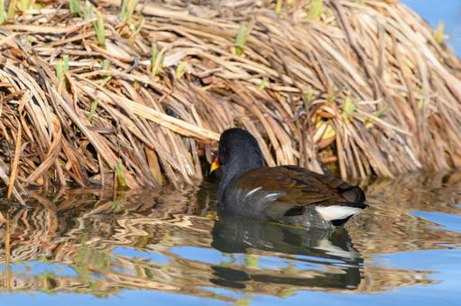 The back of a van swimming through the reeds, JPG The back of a van swimming through the reeds, JPG