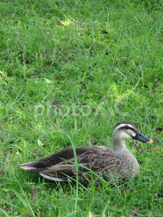 宮ヶ瀬湖畔園地で休む鴨 宮ヶ瀬湖畔園地,鴨,鳥の写真素材