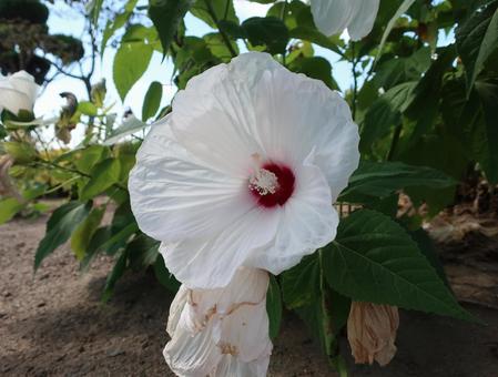 アメリカフヨウ 夏の巨大な白い花 アメリカフヨウ 夏の巨大な白い花の写真