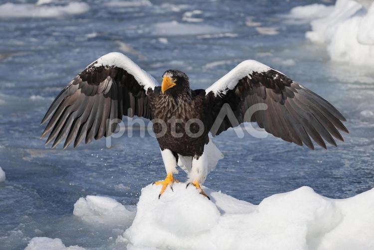 オオワシ オオワシ,鷲,鳥の写真素材