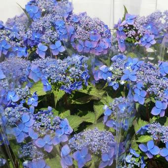 Mountain Hydrangea Aihime Flower, JPG