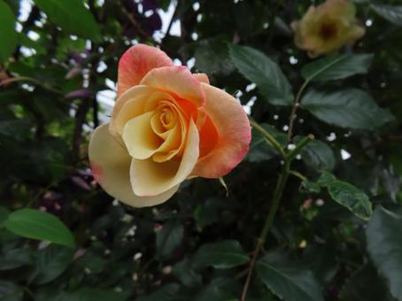 Photo, rose, pale orange flower, orange flowers, 