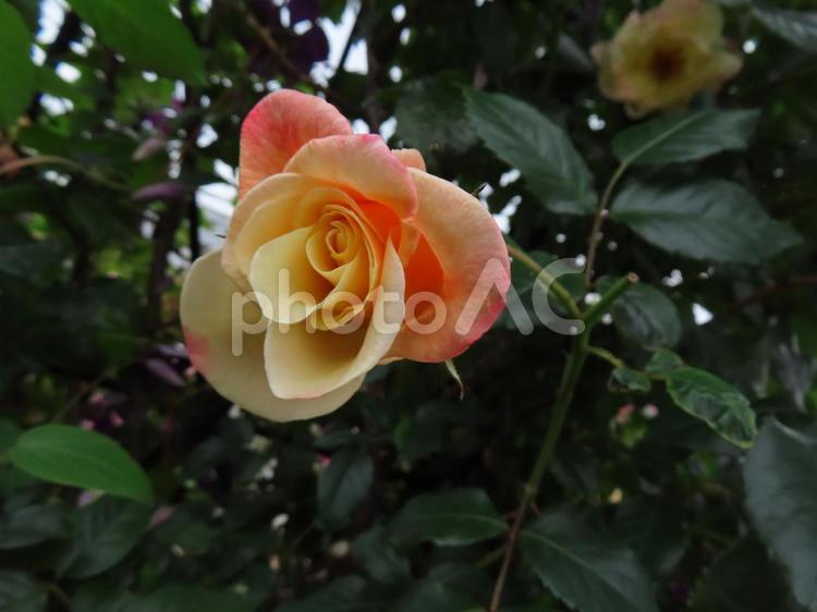 薄黄色とオレンジのバラ バラ,薔薇,薄オレンジの花の写真素材