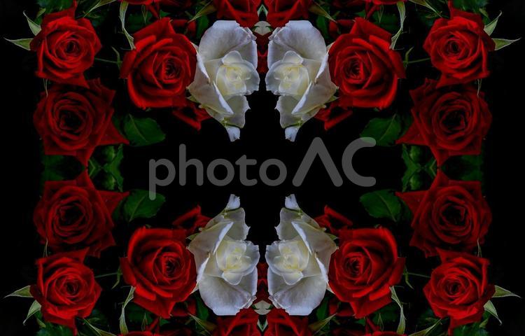 赤と白のバラ花柄イメージ素材 花,赤,バラの写真素材
