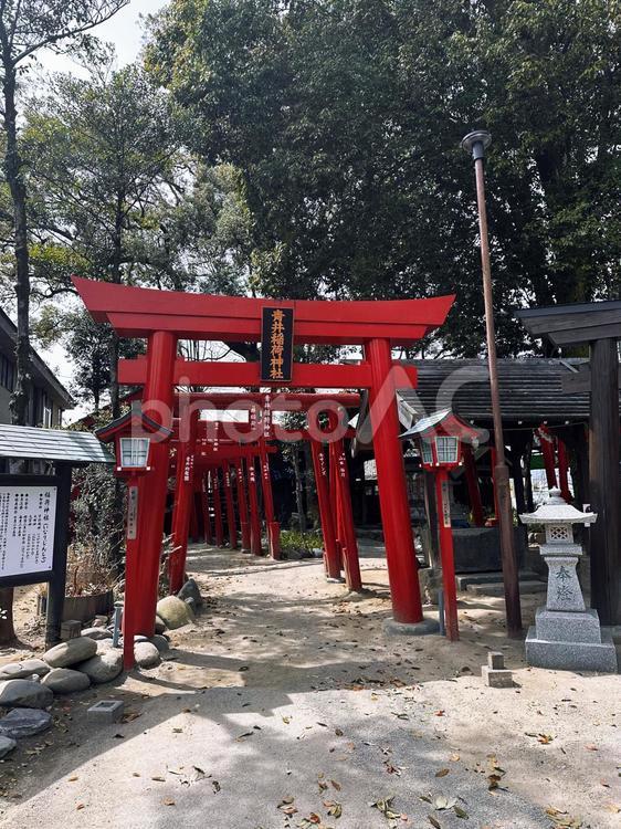 青井稲荷神社 青井稲荷神社,青井阿蘇神社,熊本の写真素材