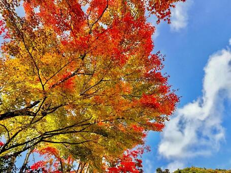 紅葉と空 紅葉と空の写真