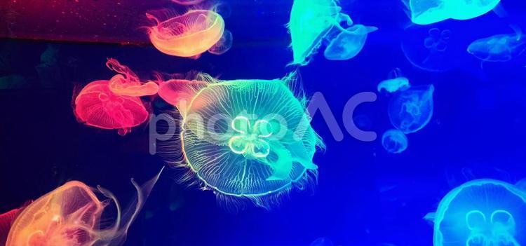 水族館の幻想的なクラゲ 名古屋港水族館,カラフル,クラゲの写真素材