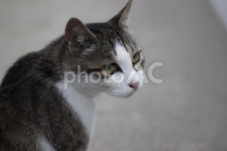 寂しそうな表情のネコ 猫,ネコ,ねこの写真素材