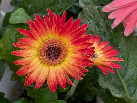 Gerbera flower, JPG Gerbera flower, JPG