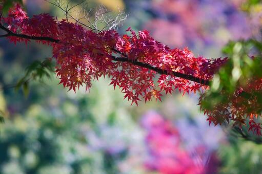 枝を彩る鮮やかな紅葉のクローズアップ 紅葉,楓,カエデの写真素材
