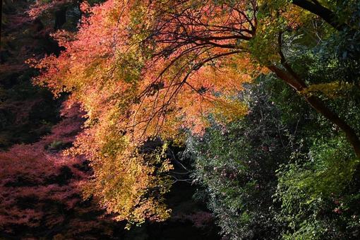 紅葉（一眼レフ使用） 紅葉,秋,モミジの写真素材