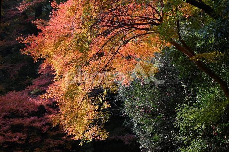 紅葉（一眼レフ使用） 紅葉,秋,モミジの写真素材