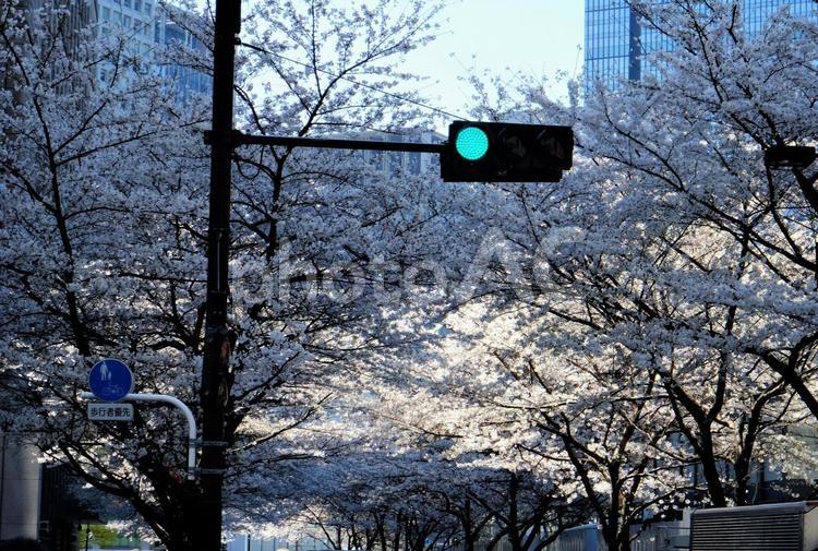江戸桜通りの桜５ 江戸桜通り,桜,桜雲の写真素材