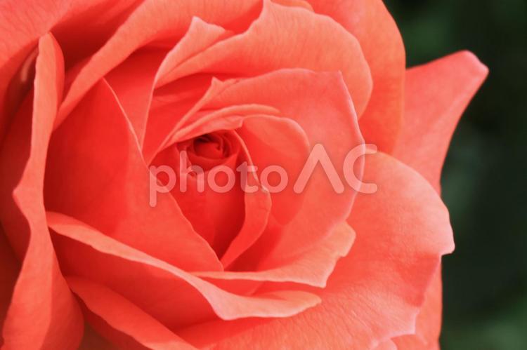 エレガントなだいだい色のバラ　 バラ,薔薇,バラの花の写真素材