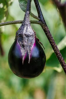 家庭菜園で食べ頃に育った茄子 家庭菜園で食べ頃に育った茄子の写真