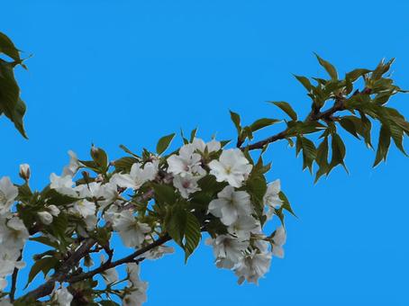 青空と桜 青空と桜の写真