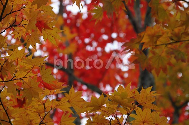 赤と黄色のもみじ 紅葉,もみじ,赤の写真素材