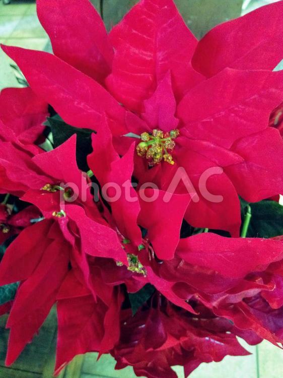 【クリスマス】定番ポインセチアのフェイク クリスマス,xmas,ポインセチアの写真素材