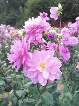 世羅高原のダリア ダリア,花,植物の写真素材
