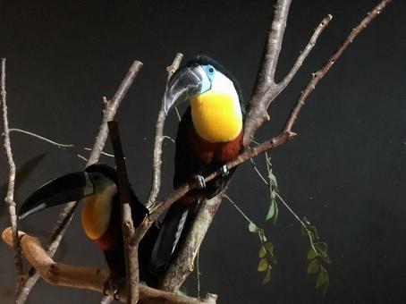 鳥 鳥の写真