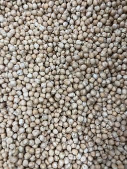 大量のひよこ豆 大量のひよこ豆 ひよこ豆,ガルバンゾー,豆の写真素材