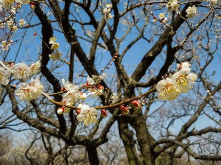 青空に映える早春の梅の花 梅,白梅,花の写真素材