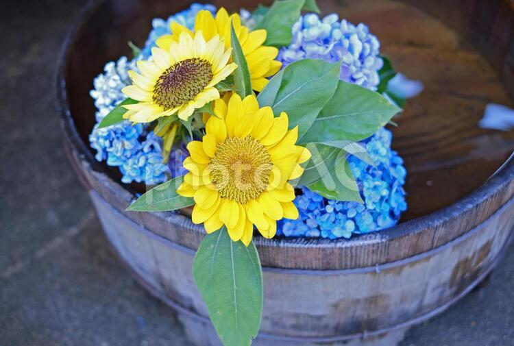 水の中のひまわりと紫陽花 ひまわり,紫陽花,夏の写真素材
