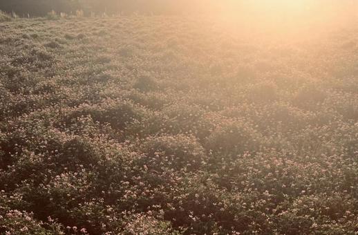 夕方のレンゲ畑 夕方のレンゲ畑の写真