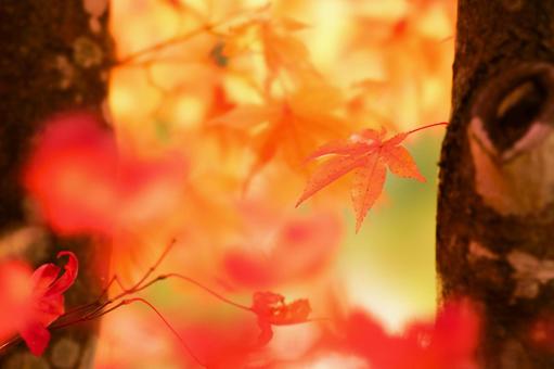 紅葉 紅葉の写真