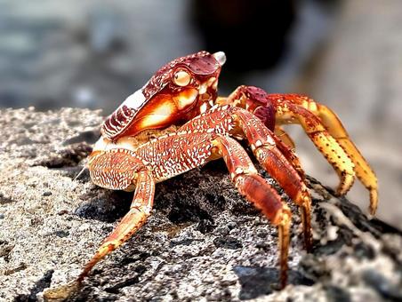 干からびたカニ カニ,干からびた,死骸の写真素材